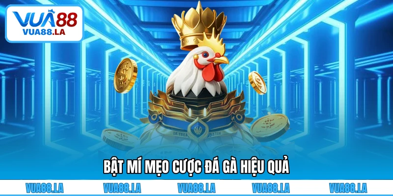 Bật mí mẹo cược đá gà hiệu quả