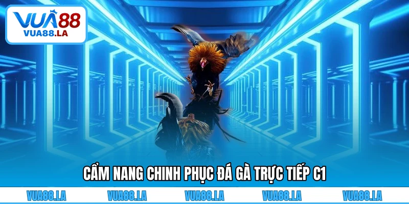 Cẩm nang chinh phục đá gà trực tiếp C1