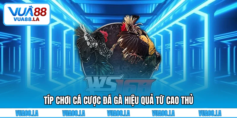 Típ chơi cá cược đá gà hiệu quả từ cao thủ